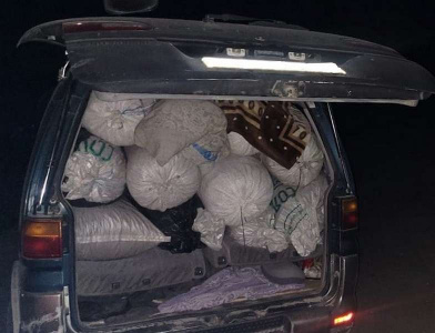 Более 600 кг «золотого корня» изъято у жителя Усть-Коксинского района