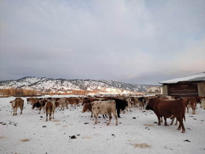 Зимовка скота - период непростой